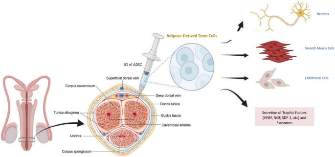 bio peptide igf 1 lr3 erfahrung Buy Receptor Grade IGF-1 LR3 (1mg)