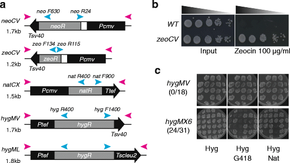 Sequential and counter-selectable cassettes for fission yeast | BMC  Biotechnology | Full Text
