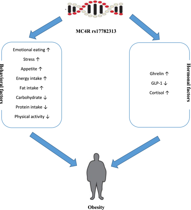 glp 1 and cortisol Association and interaction of the MC4R rs17782313 polymorphism with plasma  ghrelin, GLP-1, cortisol, food intake and eating behaviors in  overweight/obese Iranian adults | BMC Endocrine Disorders