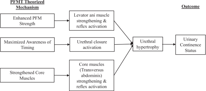 Pelvic Floor Muscle Exercises