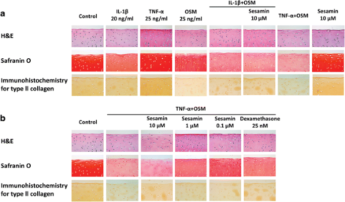 PDF) Ex vivo model exhibits protective effects of sesamin against