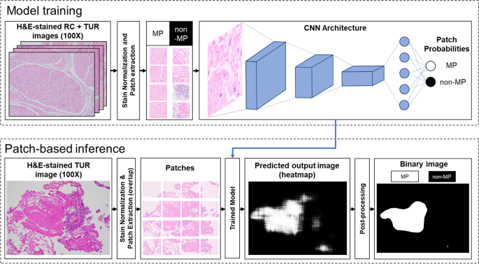 Deep neural network models for computational histopathology: A