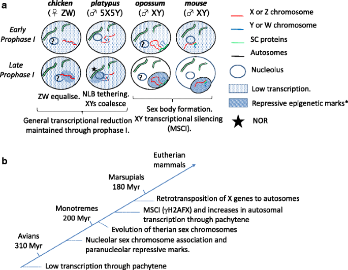 PDF) Lack of sex chromosome specific meiotic silencing in platypus