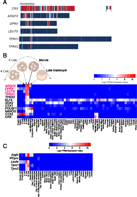 Relationships between homeoprotein EGAM1C and the expression of the  placental prolactin gene family in mouse placentae and trophoblast stem  cells in: Reproduction Volume 141 Issue 2 (2011)