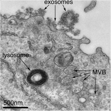 bmcbiol.biomedcentral.com