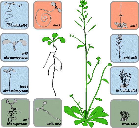 Q&A: Auxin: the plant molecule that influences almost anything | BMC  Biology | Springer Nature Link