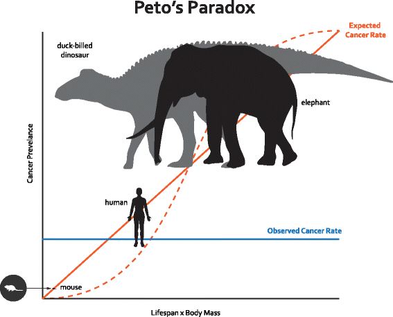 Peto's Paradox: how has evolution solved the problem of cancer prevention?  | BMC Biology | Springer Nature Link