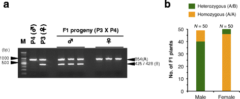 Agarose gel electrophoresis of crude DNA (F1 & G1) and universal PCR