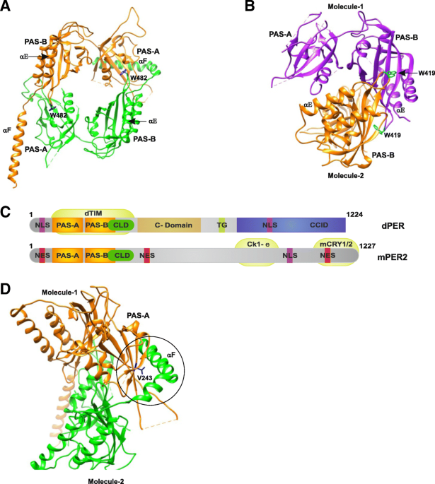 Elucidation Of The Structure Of The Surface Layer Of Deinococcus