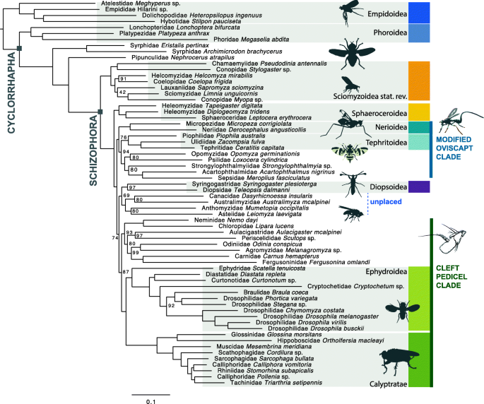Phylogenetic tree (Aspöck et al. (2012), modified). Several groups