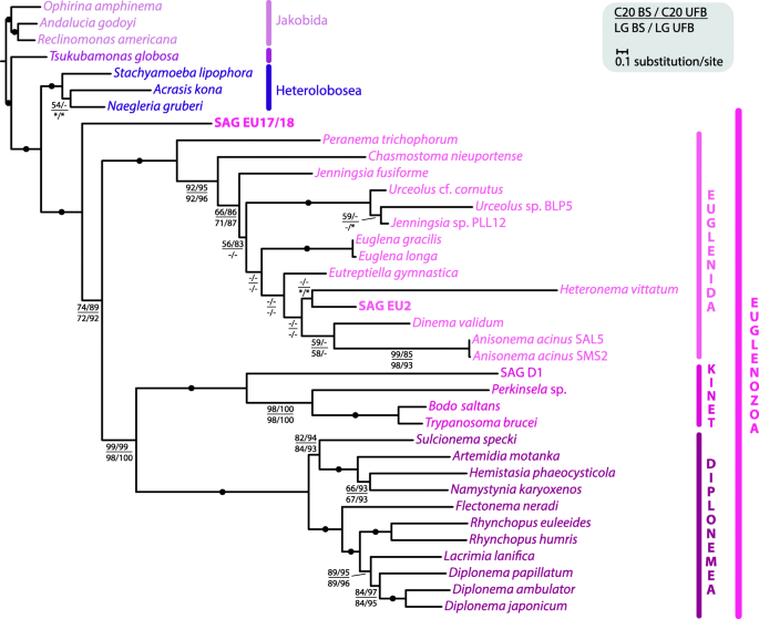 Schematic phylogenetic relationships of mitochondria and