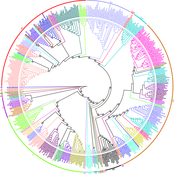 Plastid phylogenomic insights into relationships of all flowering plant  families | BMC Biology | Full Text