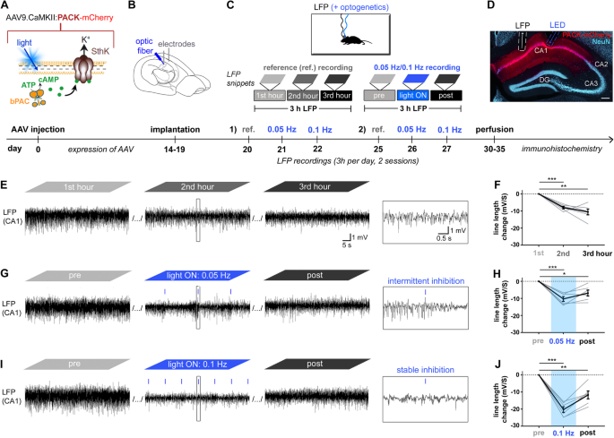 Electrical recording during optogenetic inhibition of