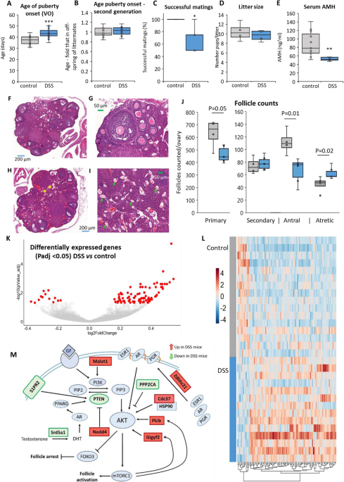 Epigenetic regulation of 5α reductase-1 underlies adaptive plasticity of reproductive function and pubertal timing | BMC Biology