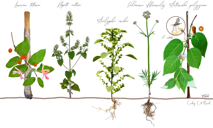 Behavioral differences among domestic cats in the response to cat-attracting  plants and their volatile compounds reveal a potential distinct mechanism  of action for actinidine | BMC Biology