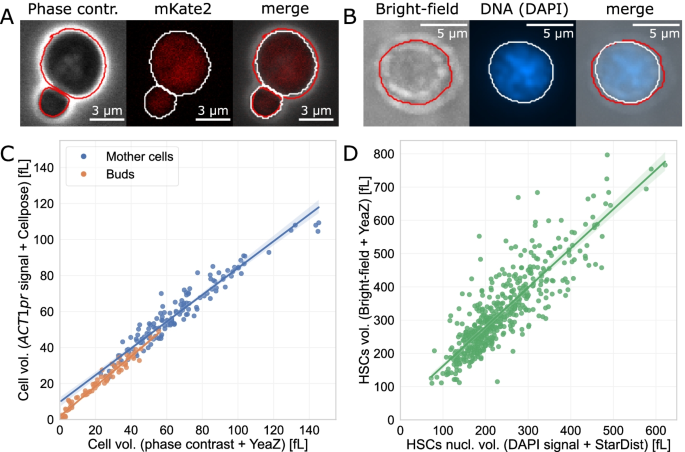 Frontiers  Live-cell analysis framework for quantitative phase