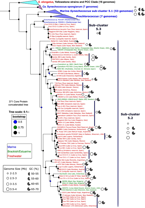 Laboratory maintenance of the bacterial endosymbiont, Neorickettsia sp.,  through the life cycle of a digenean, Plagiorchis elegans - ScienceDirect