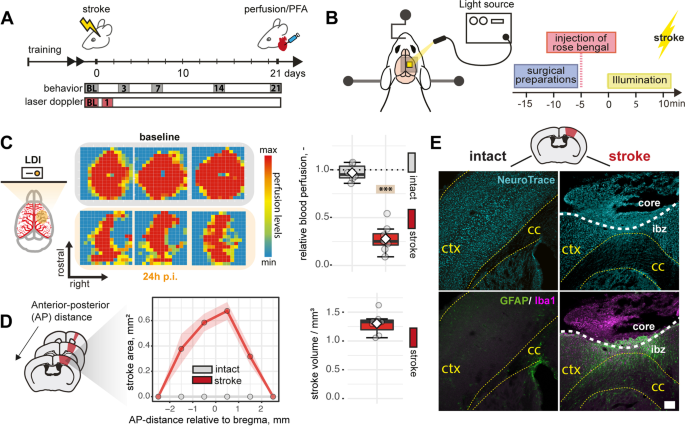 Lithium and Stroke Recovery: A Systematic Review and Meta-Analysis of  Stroke Models in Rodents and Human Data