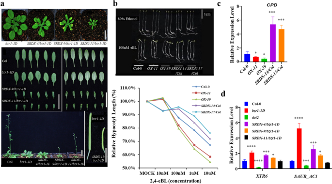 Design of an Arabidopsis thaliana reporter line to detect heat