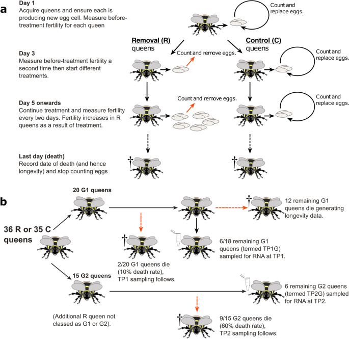 Costs of reproduction are present but latent in eusocial bumblebee queens