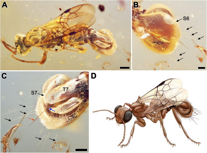 A cretaceous fly trap? remarkable abdominal modification in a fossil wasp - BMC Biology