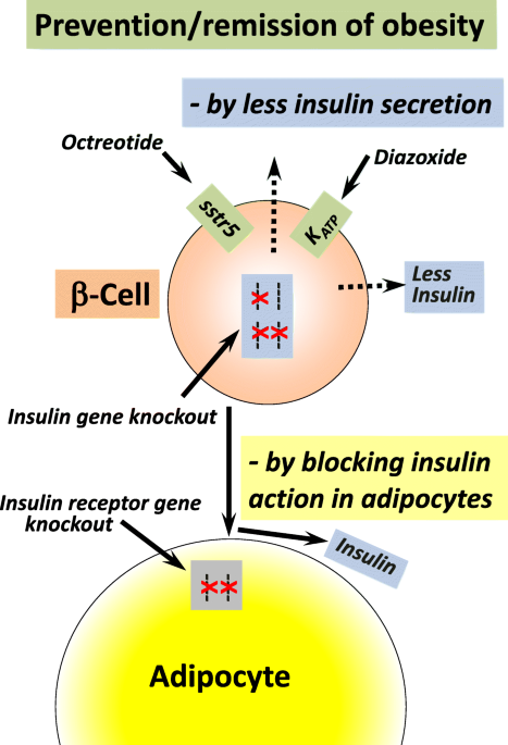 Insulin translates unfavourable lifestyle into obesity | BMC Medicine |  Full Text