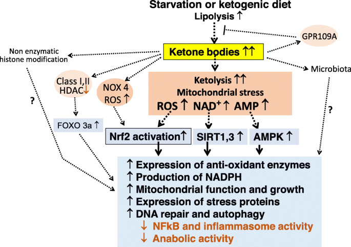 Ketone bodies: from enemy to friend and guardian angel | BMC Medicine |  Full Text