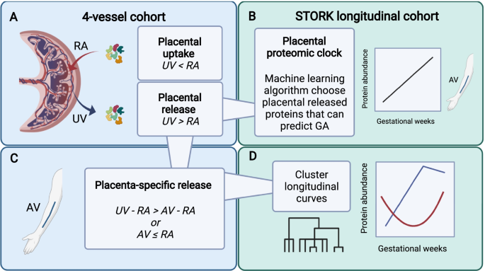 Placenta-derived proteins across gestation in healthy pregnancies—a novel  approach to assess placental function? | BMC Medicine