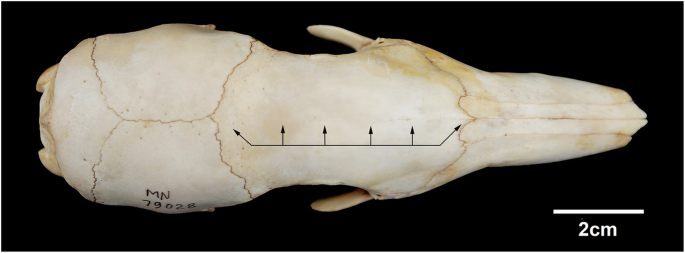 Southern Tamandua (Tamandua tetradactyla) in defensive posture