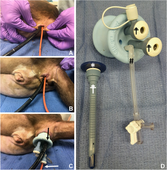 Retrospective evaluation of an hand-sewn side-to-side intestinal  anastomosis technique in dogs and cats | Open Veterinary Journal