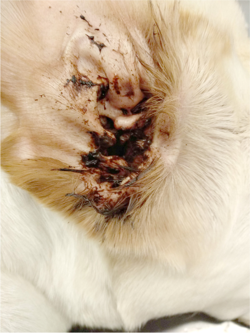 Pilot study of dogs with suppurative and non-suppurative Malassezia otitis:  A case series | BMC Veterinary Research | Full Text
