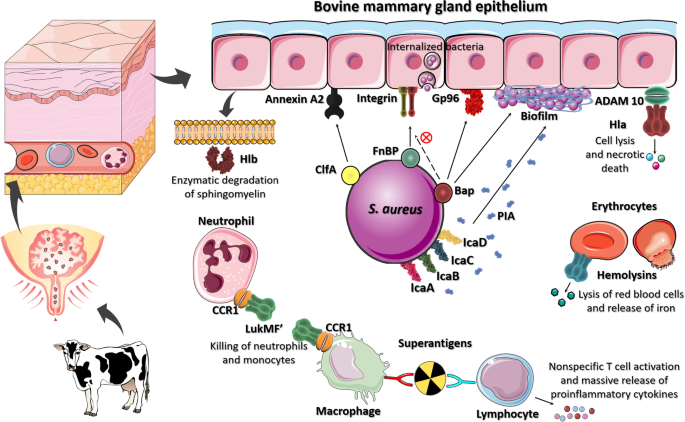 Molecular Pathogenesis of Staphylococcus aureus Infection