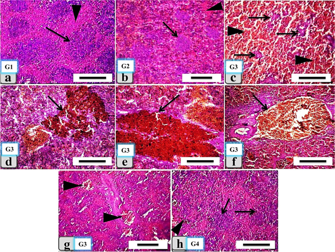 PDF) Embryo-toxic effects of lead nitrate of the African catfish