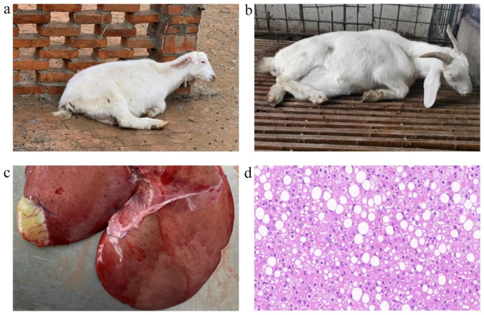 Analysis of fecal microbiome and metabolome changes in goats with pregnant toxemia | BMC Veterinary Research