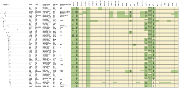 Distribution of sequence types and antimicrobial resistance of clinical Pseudomonas aeruginosa isolates from dogs and cats visiting a veterinary teaching hospital in Thailand