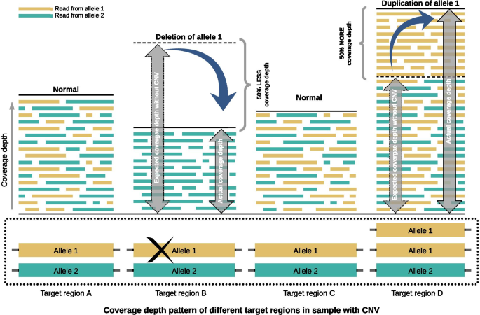 Technical spotlight: Detecting small- and medium-length copy number  variants by whole-genome sequencing