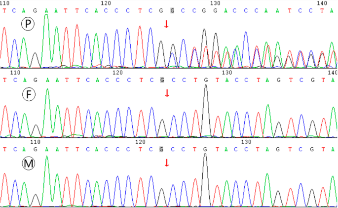 Genetic heterogeneity in Rubinstein–Taybi syndrome: delineation of