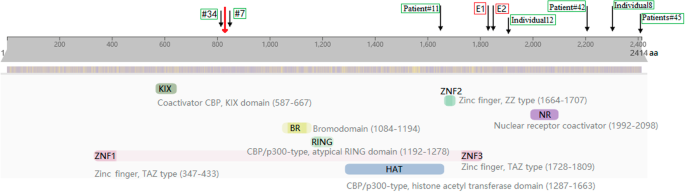 Genetic Heterogeneity in Rubinstein-Taybi Syndrome: Mutations in