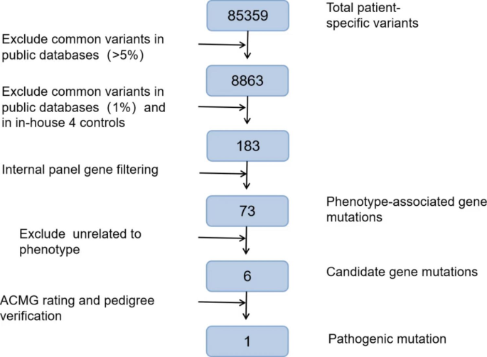Case report: a Chinese girl like atypical Rubinstein–Taybi syndrome caused  by a novel heterozygous mutation of the EP300 gene, BMC Medical Genomics