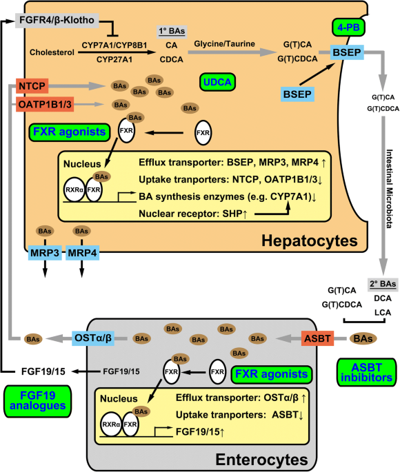 glutathione for jaundice Jaundice revisited: recent advances in the diagnosis and treatment of  inherited cholestatic liver diseases | Journal of Biomedical Science
