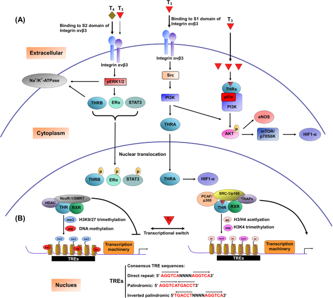 thiodox glutathione complex The Role of the Thioredoxin and Glutaredoxin Pathways in Reducing Protein Disulfide Bonds in the Escherichia coliCytoplasm* thiodox glutathione complex The Role of the Thioredoxin and Glutaredoxin Pathways in Reducing Protein Disulfide Bonds in the Escherichia coliCytoplasm*