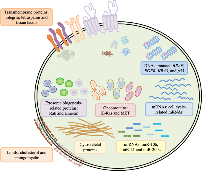 miR-130a and Tgfβ Content in Extracellular Vesicles Derived from