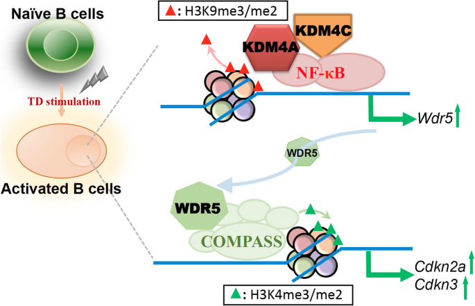 Use of B-Cell–Depleting Therapy in Women of Childbearing Potential