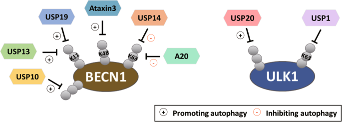 Involvement of Ambra 1 in ubiquitin-dependent processes. ( a ) The