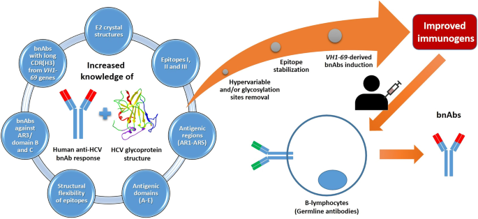 How hepatitis C virus evades the immune syste