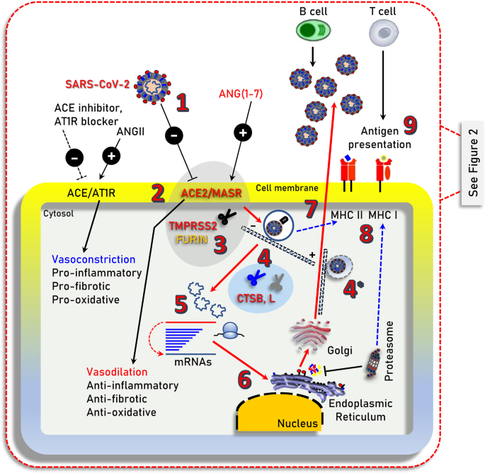 Insights to SARS-CoV-2 life cycle, pathophysiology, and