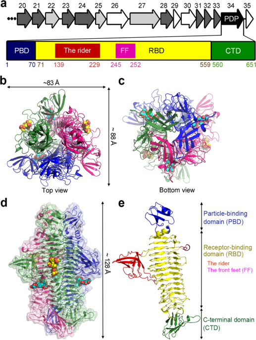 Enhancing the capability of Klebsiella pneumoniae to produce 1,  3‐propanediol by overexpression and regulation through CRISPR‐dCas9 - Wang  - 2022 - Microbial Biotechnology - Wiley Online Library