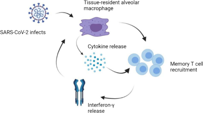 Understanding SARS-CoV-2-Mediated Inflammatory Responses: From