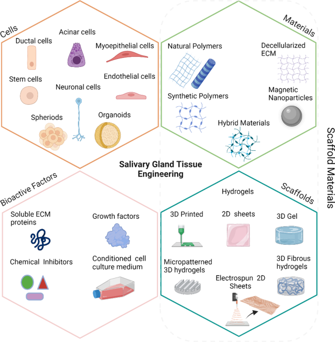 Salivary gland function, development, and regeneration