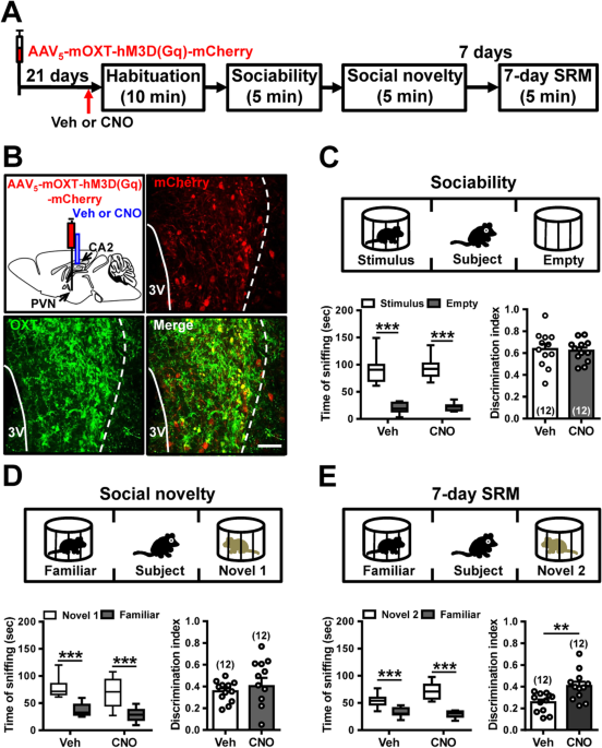 PVN-mPFC OXT projections are necessary for anti-anxiety in PMS